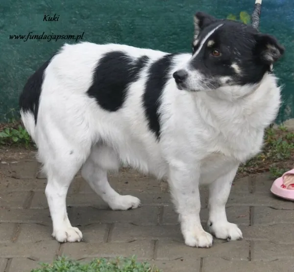 Pies do adopcji, Nowy Dwór Mazowiecki, 8 sierpnia 2024 (4/5)