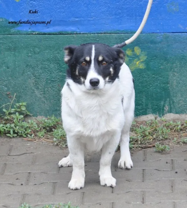 Pies do adopcji, Nowy Dwór Mazowiecki, 8 sierpnia 2024 (5/5)