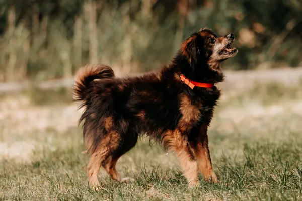 Pies do adopcji, Czartki, 8 sierpnia 2024 (1/5)