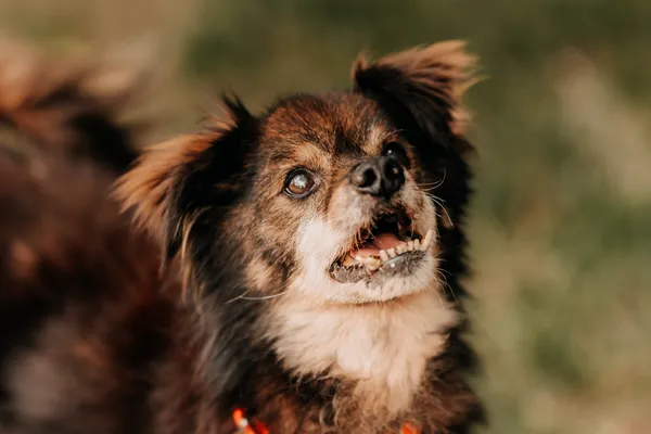 Pies do adopcji, Czartki, 8 sierpnia 2024 (2/5)