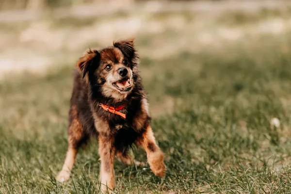 Pies do adopcji, Czartki, 8 sierpnia 2024 (3/5)