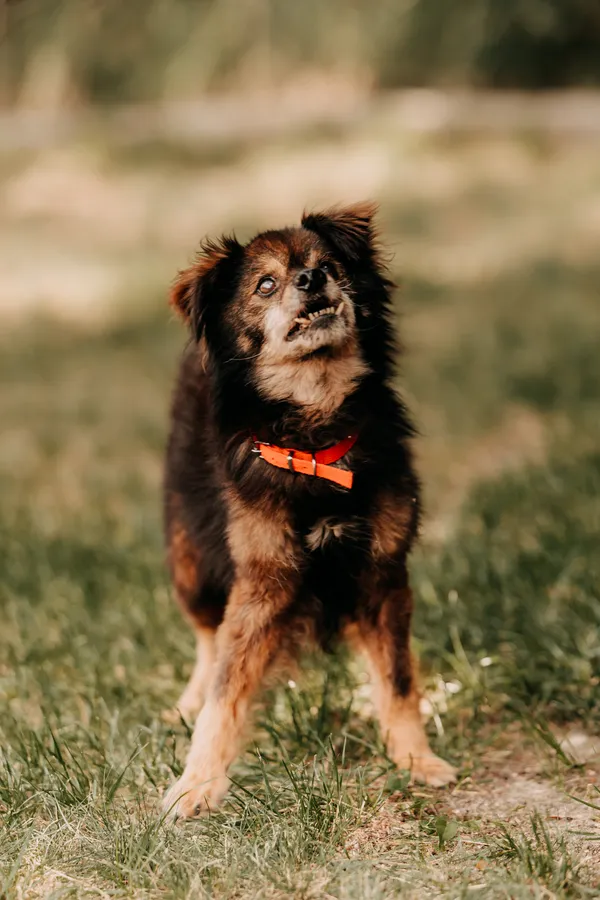 Pies do adopcji, Czartki, 8 sierpnia 2024 (4/5)