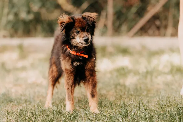 Pies do adopcji, Czartki, 8 sierpnia 2024 (5/5)