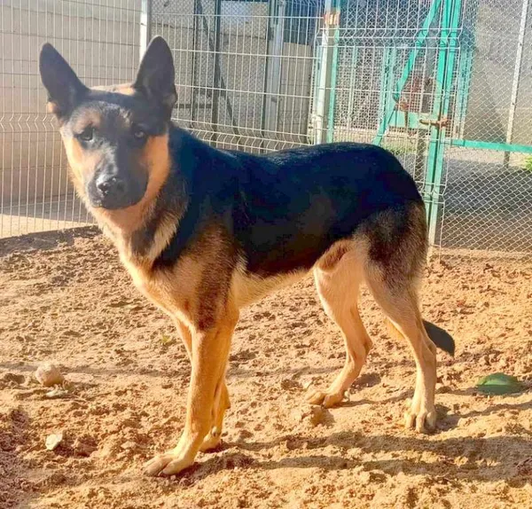 Znaleziono psa, Pieckowo, 7 sierpnia 2024 (2/2)