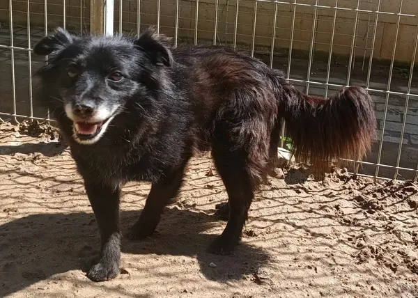 Znaleziono psa, Pieckowo, 7 sierpnia 2024 (1/2)