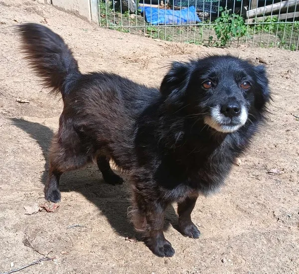 Znaleziono psa, Pieckowo, 7 sierpnia 2024 (2/2)