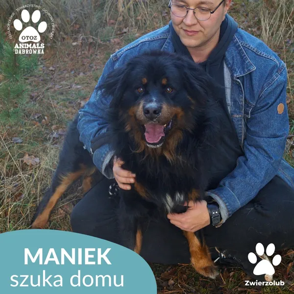 Znaleziono psa, Dąbrówka, 23 grudnia 2025 (2/4)