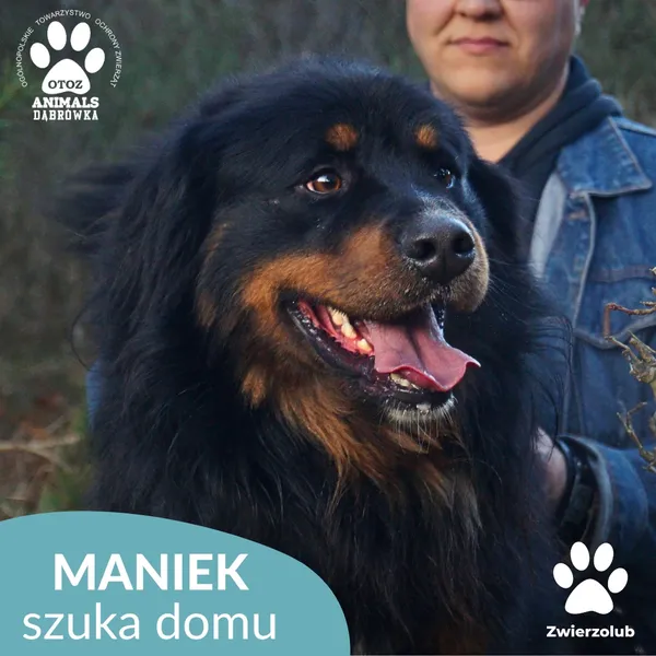 Znaleziono psa, Dąbrówka, 23 grudnia 2025 (1/4)