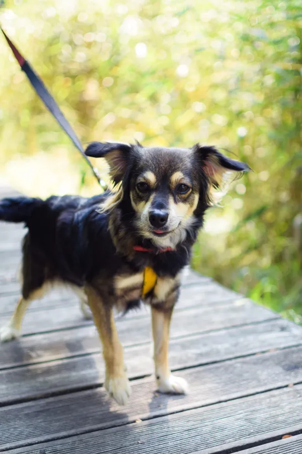 Znaleziono psa, Sosnowiec, 4 sierpnia 2024 (4/5)