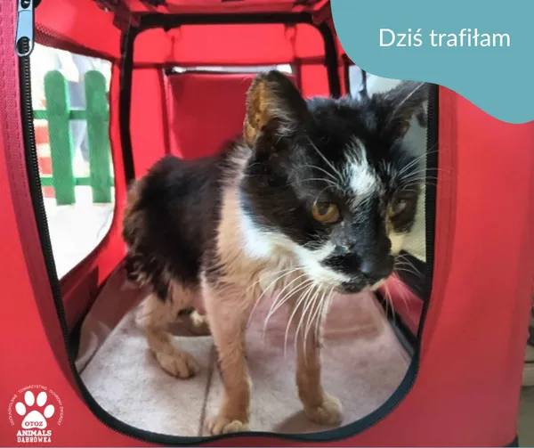 Znaleziono kota, Dąbrówka, 4 sierpnia 2024 (2/2)