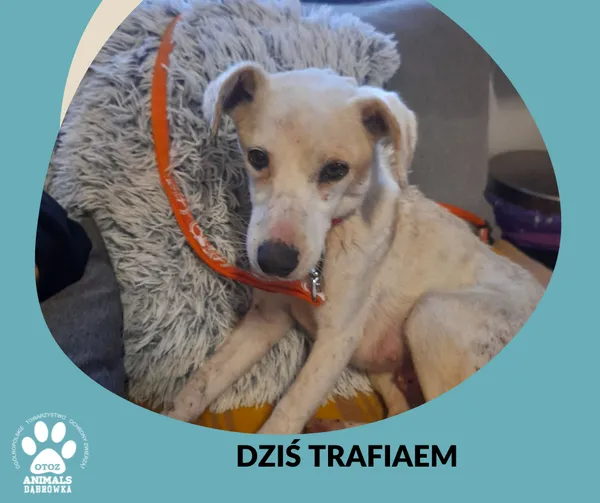 Znaleziono psa, Dąbrówka, 28 czerwca 2024