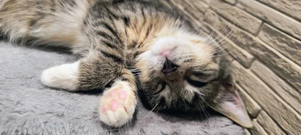 Kot do adopcji, Piła, 12 czerwca 2024 (2/3)