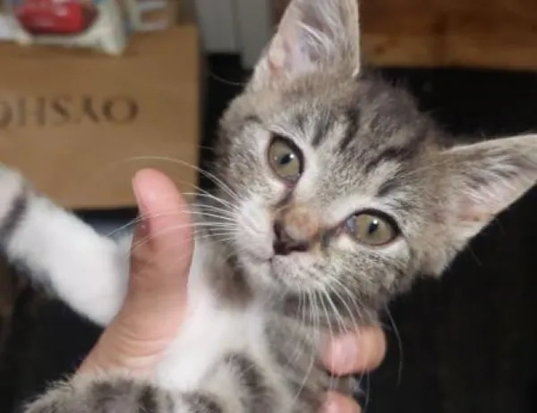 Kot do adopcji, Świdnica, 26 czerwca 2024 (1/2)