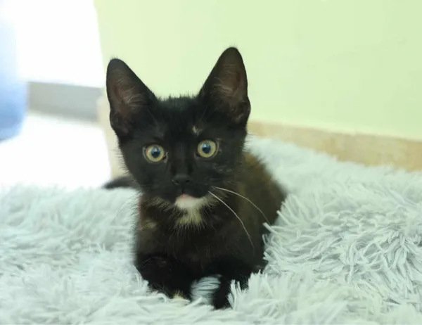 Kot do adopcji, Świdnica, 13 lipca 2024