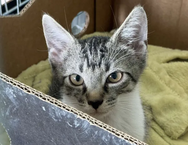 Kot do adopcji, Świdnica, 18 lipca 2024