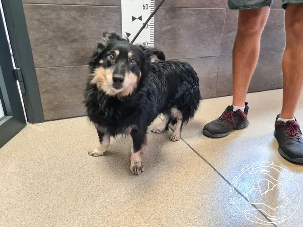 Znaleziono psa, Chełmek, 8 sierpnia 2024