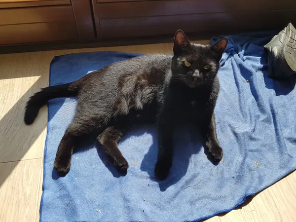 Zaginął kot, Łódź, 8 sierpnia 2024