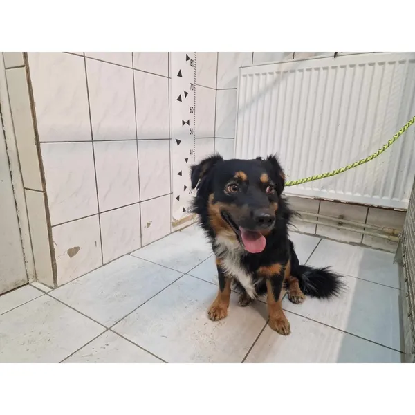 Znaleziono psa, Białystok, 7 sierpnia 2024