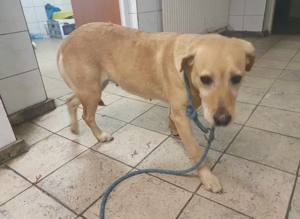 Znaleziono psa, Toruń, 7 sierpnia 2024