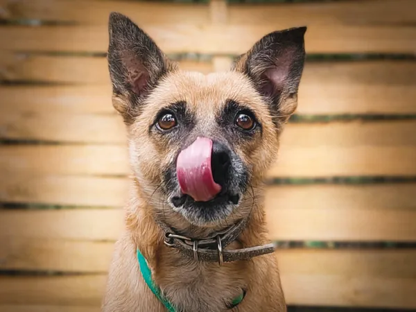 Pies do adopcji, Nowodwór, 8 sierpnia 2024 (4/5)