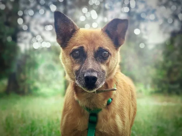 Pies do adopcji, Nowodwór, 8 sierpnia 2024 (5/5)