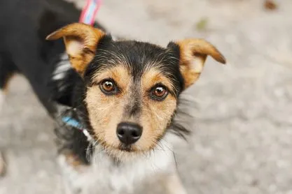 Pies do adopcji, Nowodwór, 8 sierpnia 2024 (2/5)