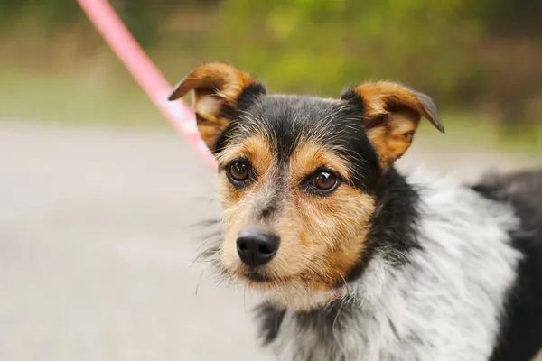 Pies do adopcji, Nowodwór, 8 sierpnia 2024 (3/5)