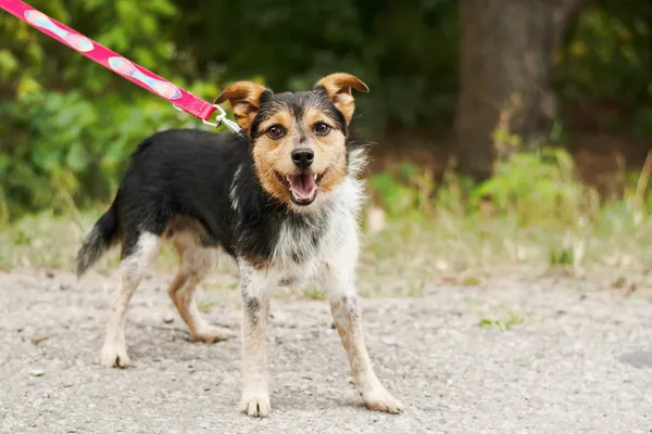 Pies do adopcji, Nowodwór, 8 sierpnia 2024 (5/5)