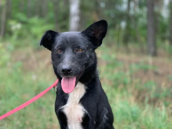 Pies do adopcji, Nowodwór, 8 sierpnia 2024 (1/5)