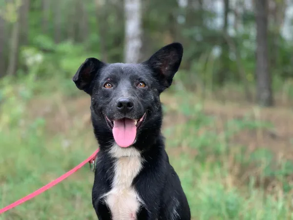 Pies do adopcji, Nowodwór, 8 sierpnia 2024 (2/5)