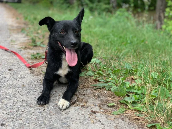 Pies do adopcji, Nowodwór, 8 sierpnia 2024 (3/5)