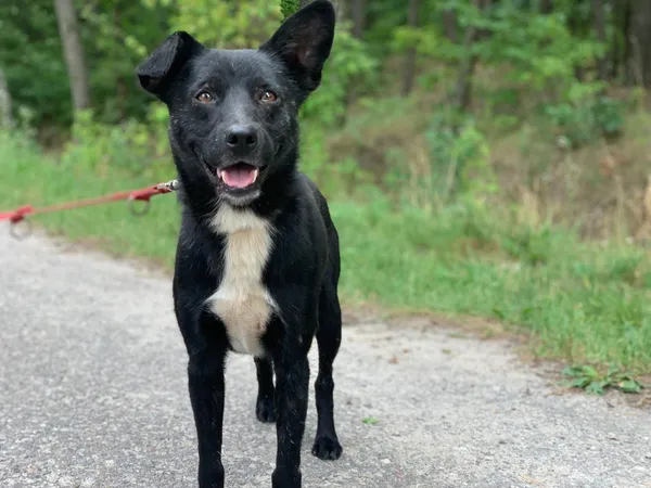 Pies do adopcji, Nowodwór, 8 sierpnia 2024 (4/5)