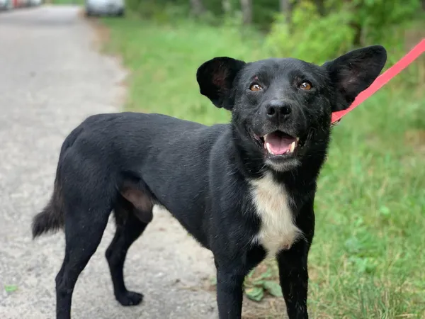 Pies do adopcji, Nowodwór, 8 sierpnia 2024 (5/5)