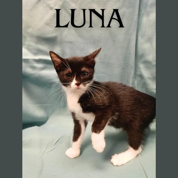 Kot do adopcji, Bytom, 8 sierpnia 2024