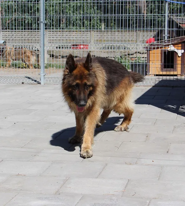 Pies do adopcji, Oborniki, 4 lipca 2024 (2/5)