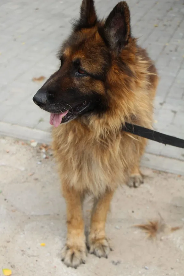 Pies do adopcji, Oborniki, 4 lipca 2024 (5/5)