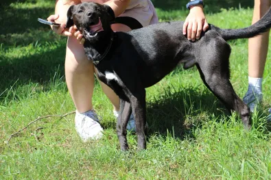 Pies do adopcji, Oborniki, 27 czerwca 2024 (1/5)