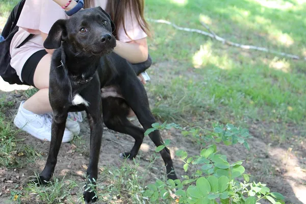 Pies do adopcji, Oborniki, 27 czerwca 2024 (2/5)