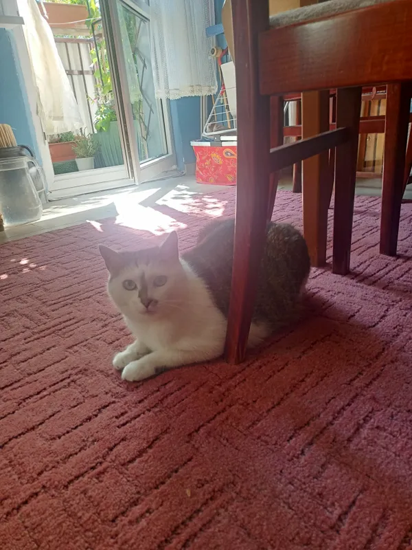 Zaginął kot, Białystok, Jaroszówka, 9 sierpnia 2024 (1/2)