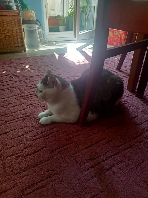 Zaginął kot, Białystok, Jaroszówka, 9 sierpnia 2024 (2/2)