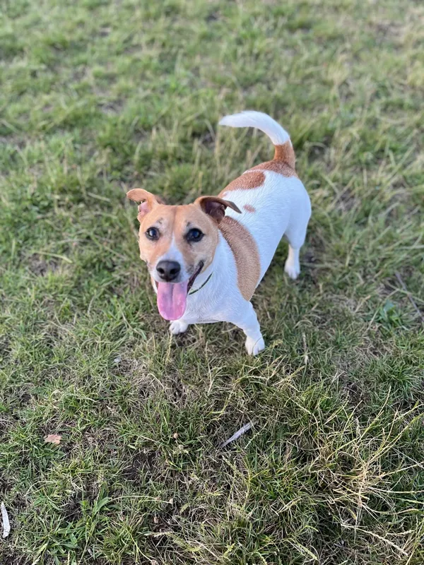 Zaginął pies, Łódź, 9 sierpnia 2024