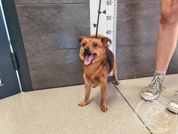 Znaleziono psa, Chełmek, 8 sierpnia 2024