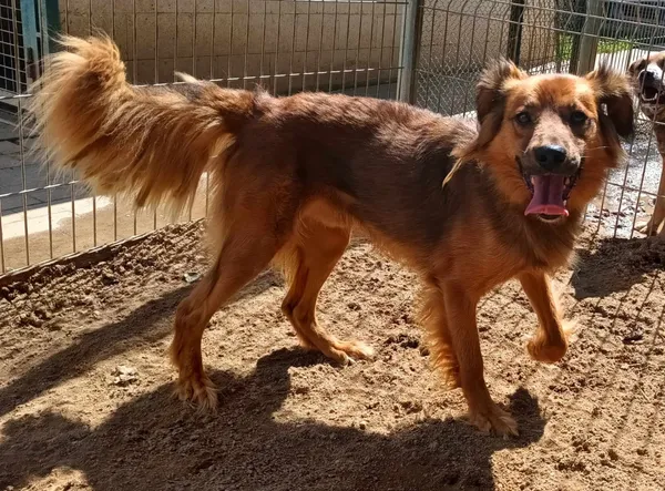 Znaleziono psa, Pieckowo, 8 sierpnia 2024 (1/2)