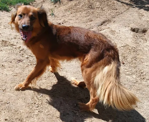 Znaleziono psa, Pieckowo, 8 sierpnia 2024 (2/2)