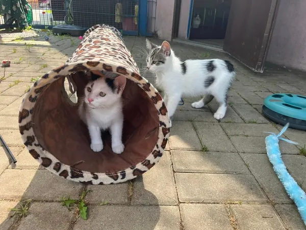 Kot do adopcji, Tychy, 19 lipca 2024