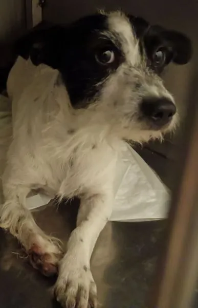 Znaleziono psa, Radom, 8 sierpnia 2024