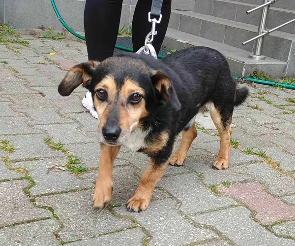 Pies do adopcji, Włocławek, 8 sierpnia 2024 (2/2)