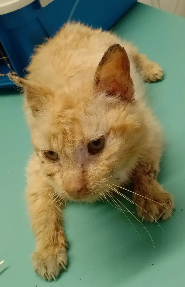 Znaleziono kota, Gdańsk, 9 sierpnia 2024