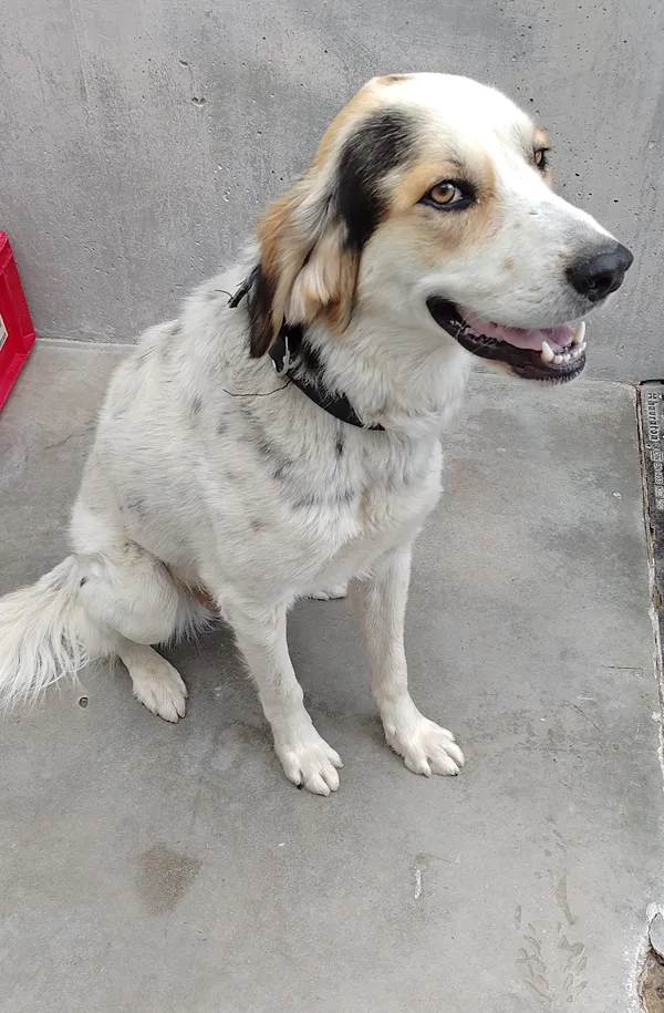 Znaleziono psa, Lublin, 9 sierpnia 2024