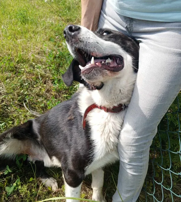 Pies do adopcji, Konin, 20 maja 2024 (1/3)